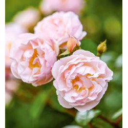 The Lady of the Lake™